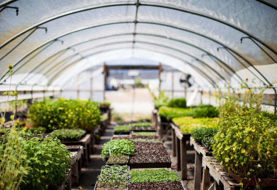 Shree ram nursery nursery team member caring for plants