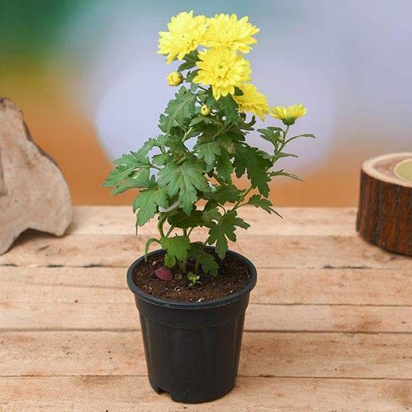 Shevanti (chrysanthemum)