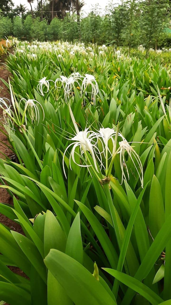 Spider Lily (White)