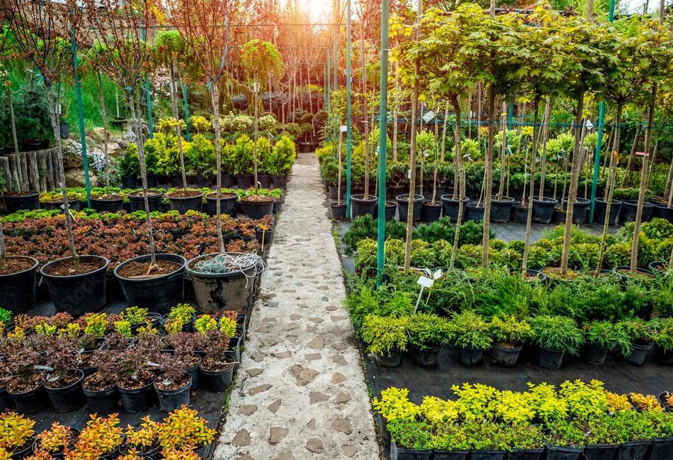 Lush green plants in a nursery