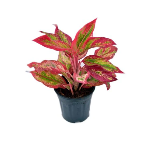 Aglaonema (Red Lipstick)