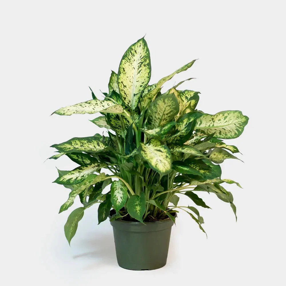 Dieffenbachia Amoena (Difen)