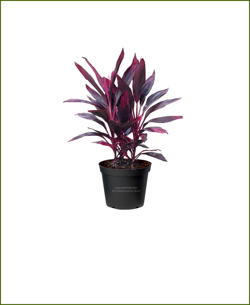Dresina Red (Dracaena Marginata Red)