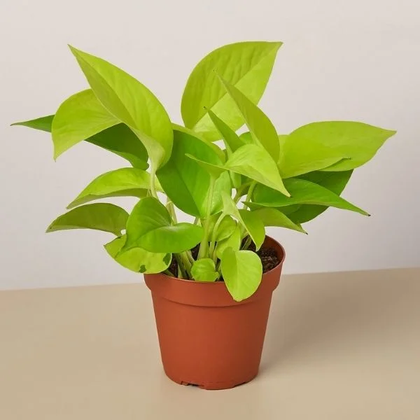Money Plant (Pothos)