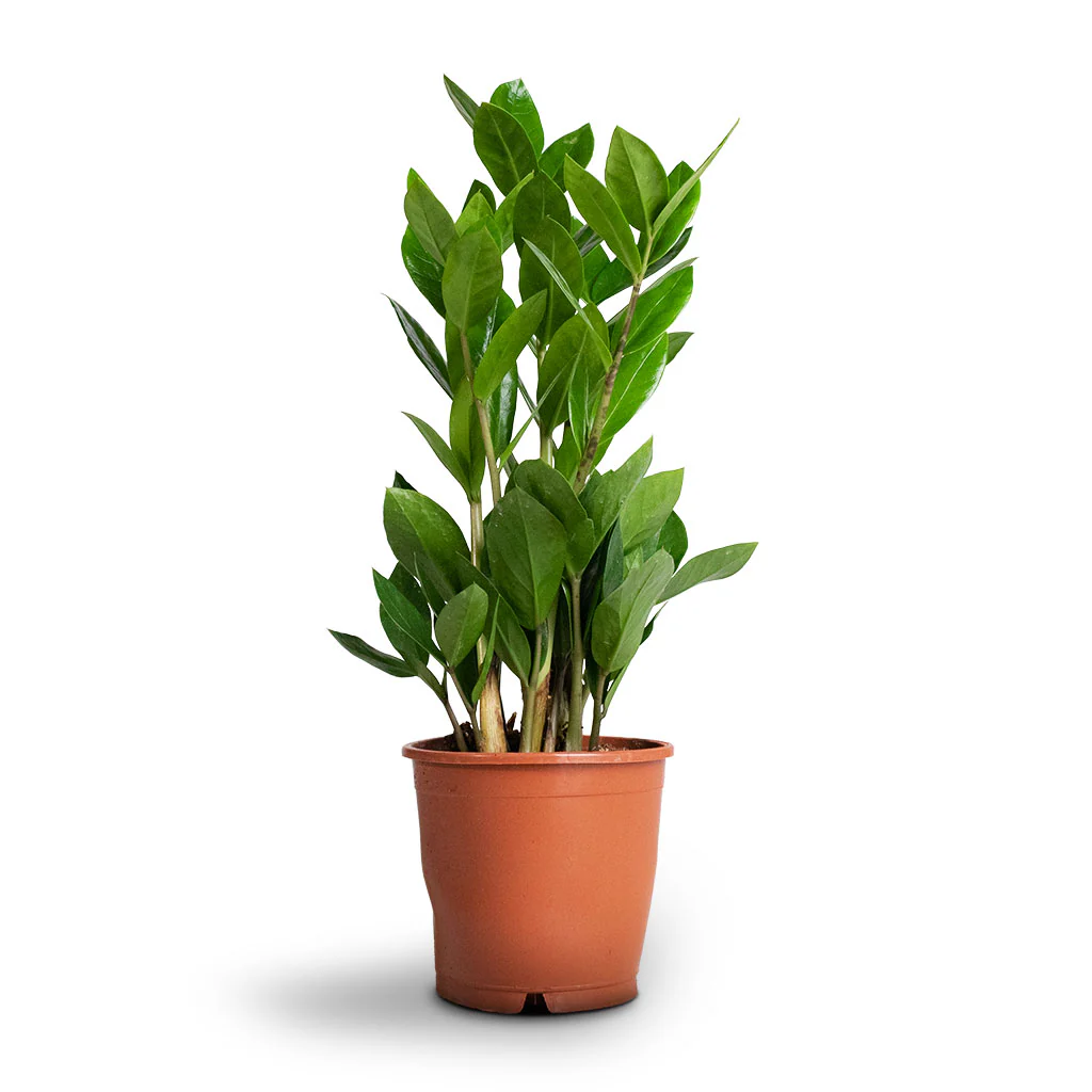ZZ (Zamioculcas zamiifolia)