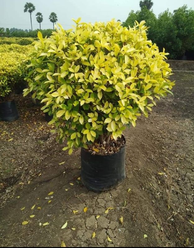 Golden Ficus