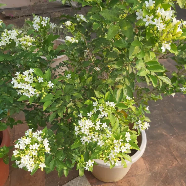 Madhukamini (Murraya paniculata)