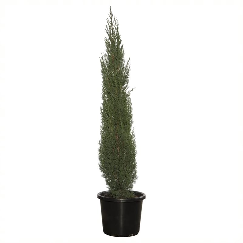 Pencil Pine (Mediterranean Cypress)