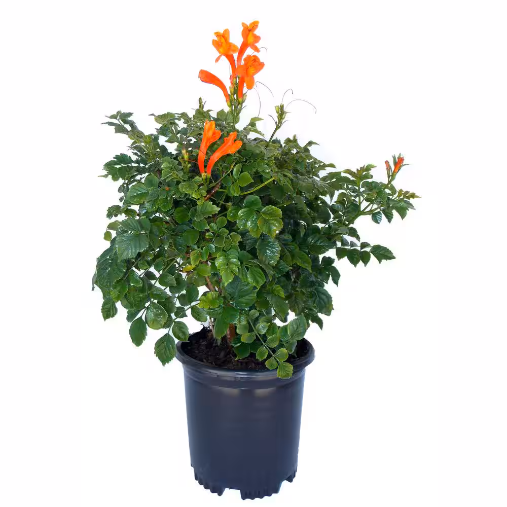 Orange Tecoma (Cape Honeysuckle)