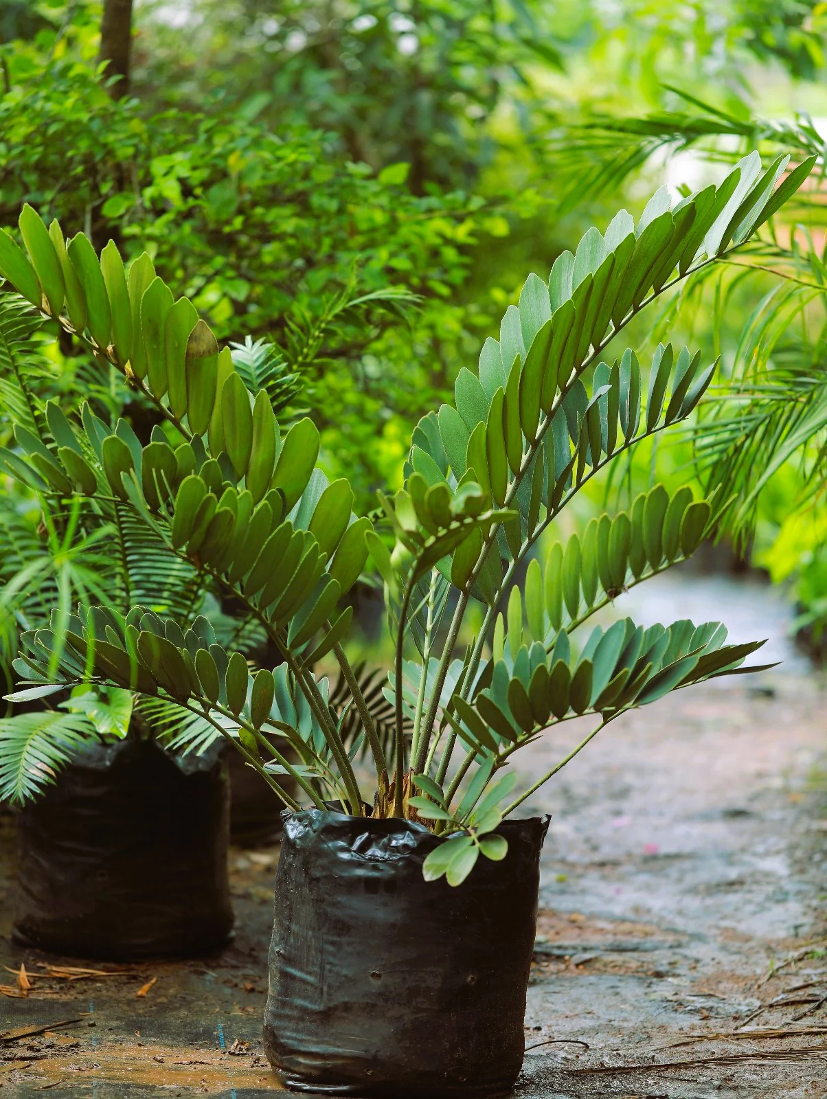 Zamia Cycas